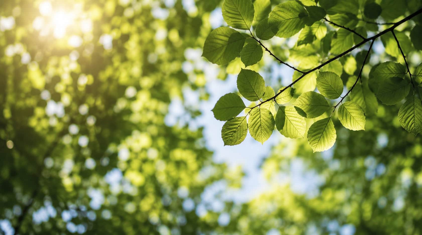 Sonnenlicht fällt durch frische grüne Blätter eines Baumes und erzeugt eine ruhige, harmonische Waldatmosphäre – ein inspirierendes Naturbild für emotionale Selbstregulation, innere Balance durch Achtsamkeit und Pranayama und die Fähigkeit, Gefühle bewusst wahrzunehmen und loszulassen.
